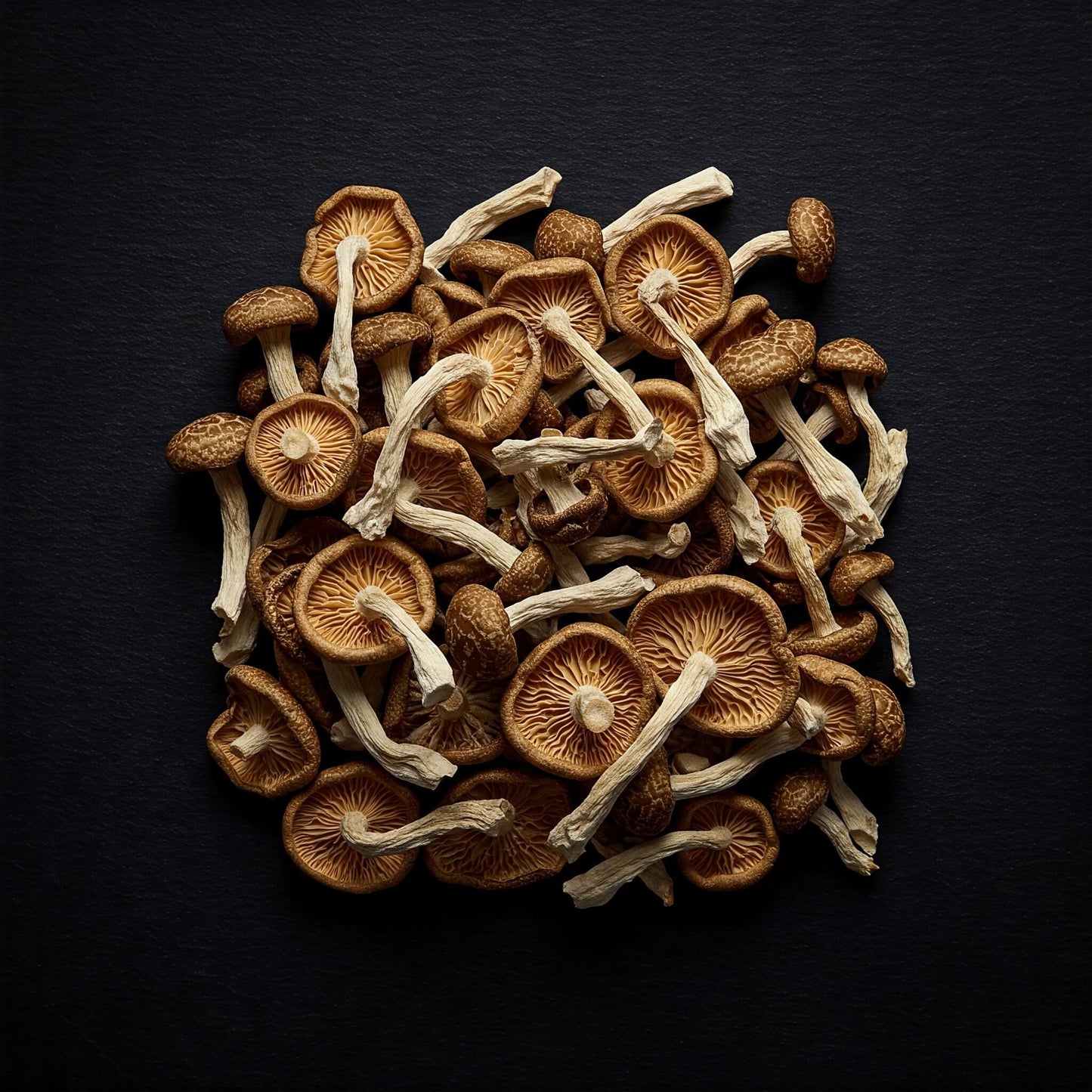 Mike's Mycology | Dried Beech Mushrooms