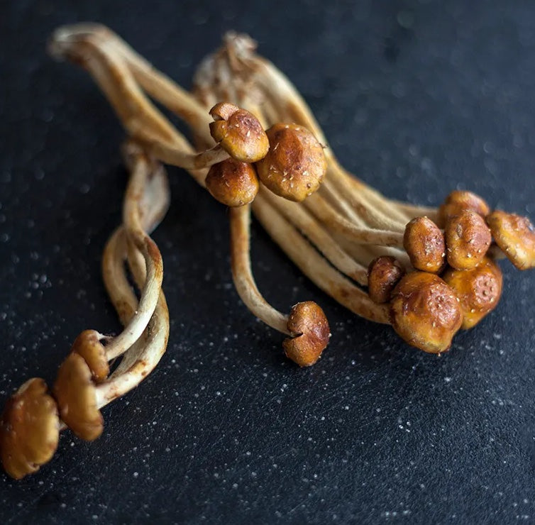 Mike's Mycology | Dried Chestnut Mushrooms