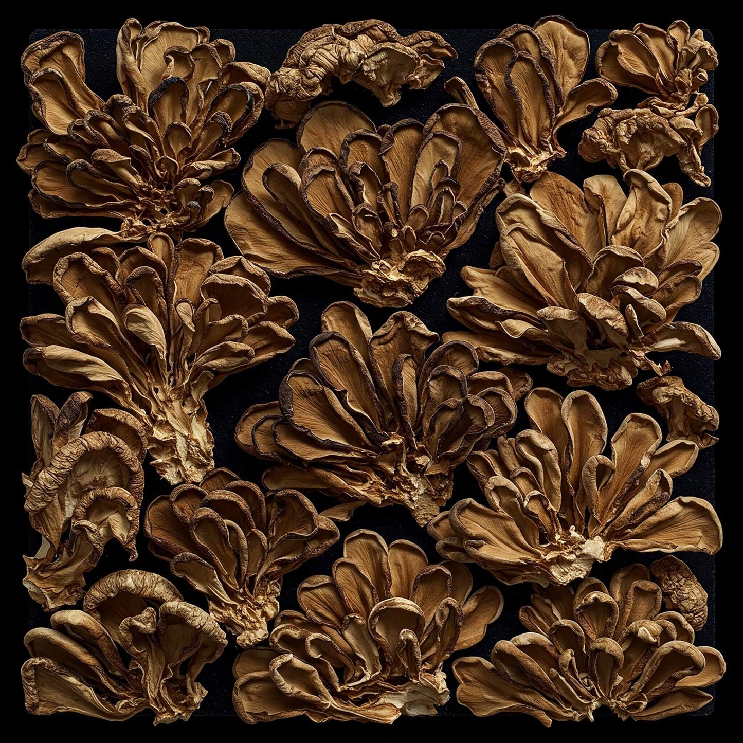 Mike's Mycology | Dried Hen of the Woods Mushrooms