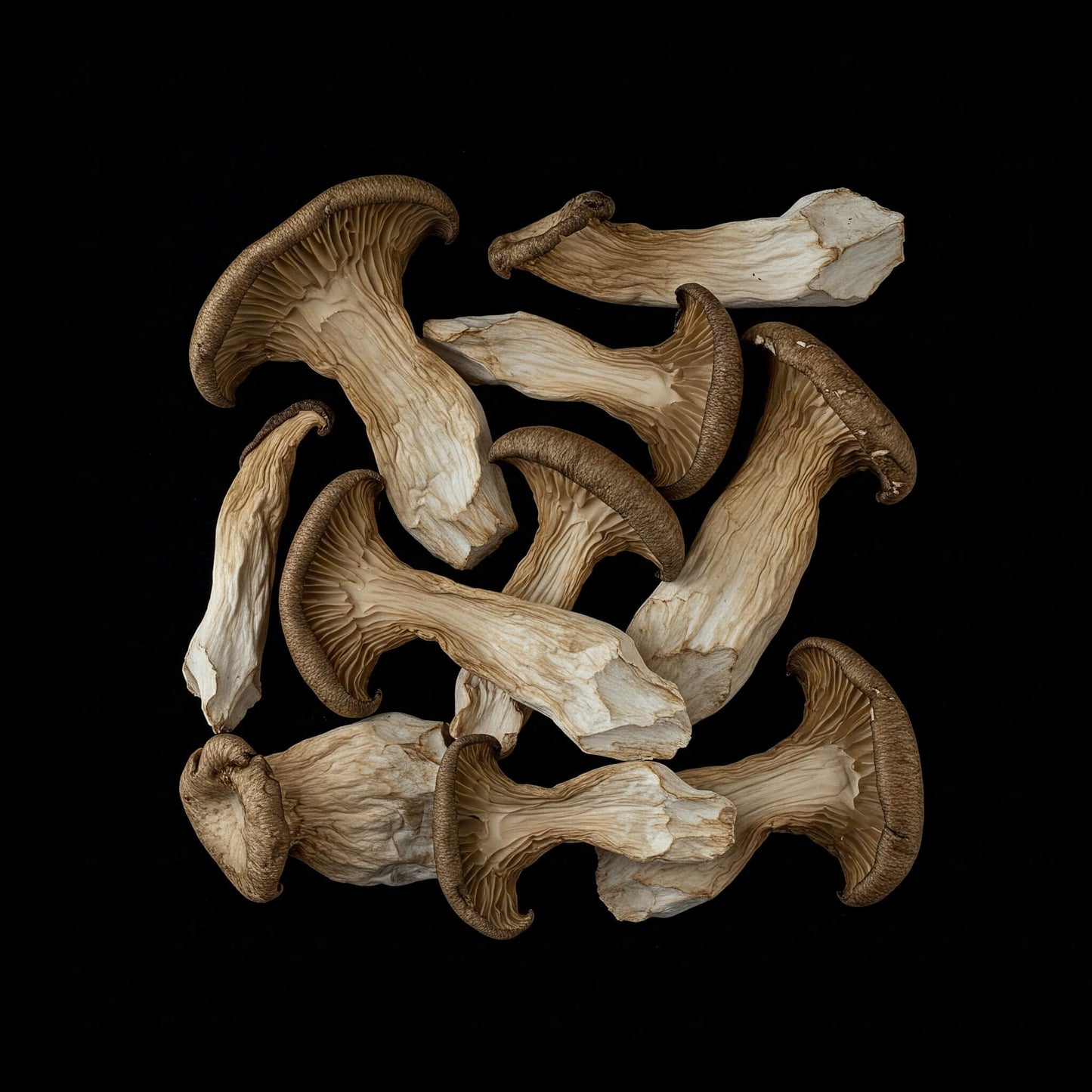 Mike's Mycology | Dried King Trumpet Oyster Mushrooms
