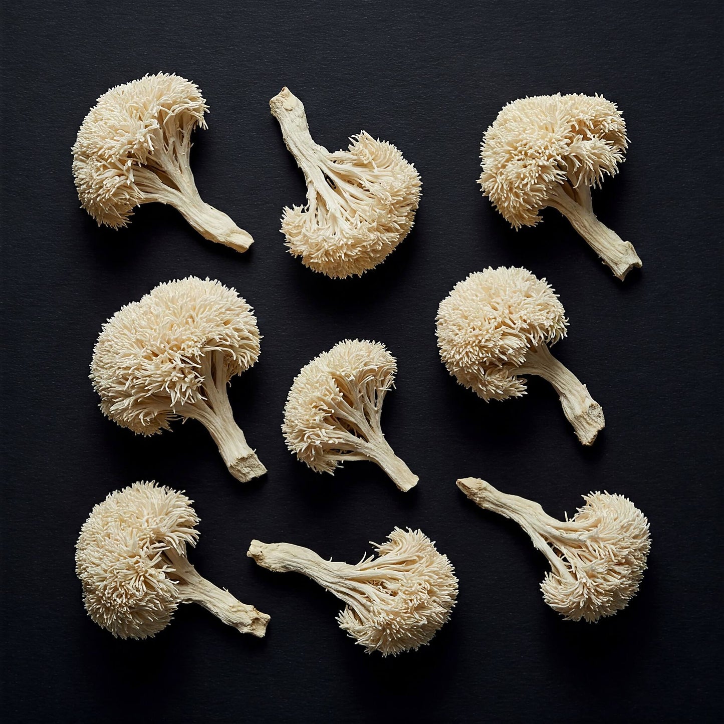 Mike's Mycology | Dried Lion's Mane Mushrooms