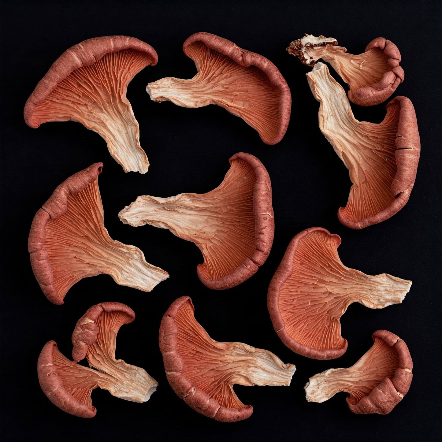 Mike's Mycology | Dried Pink Oyster Mushrooms