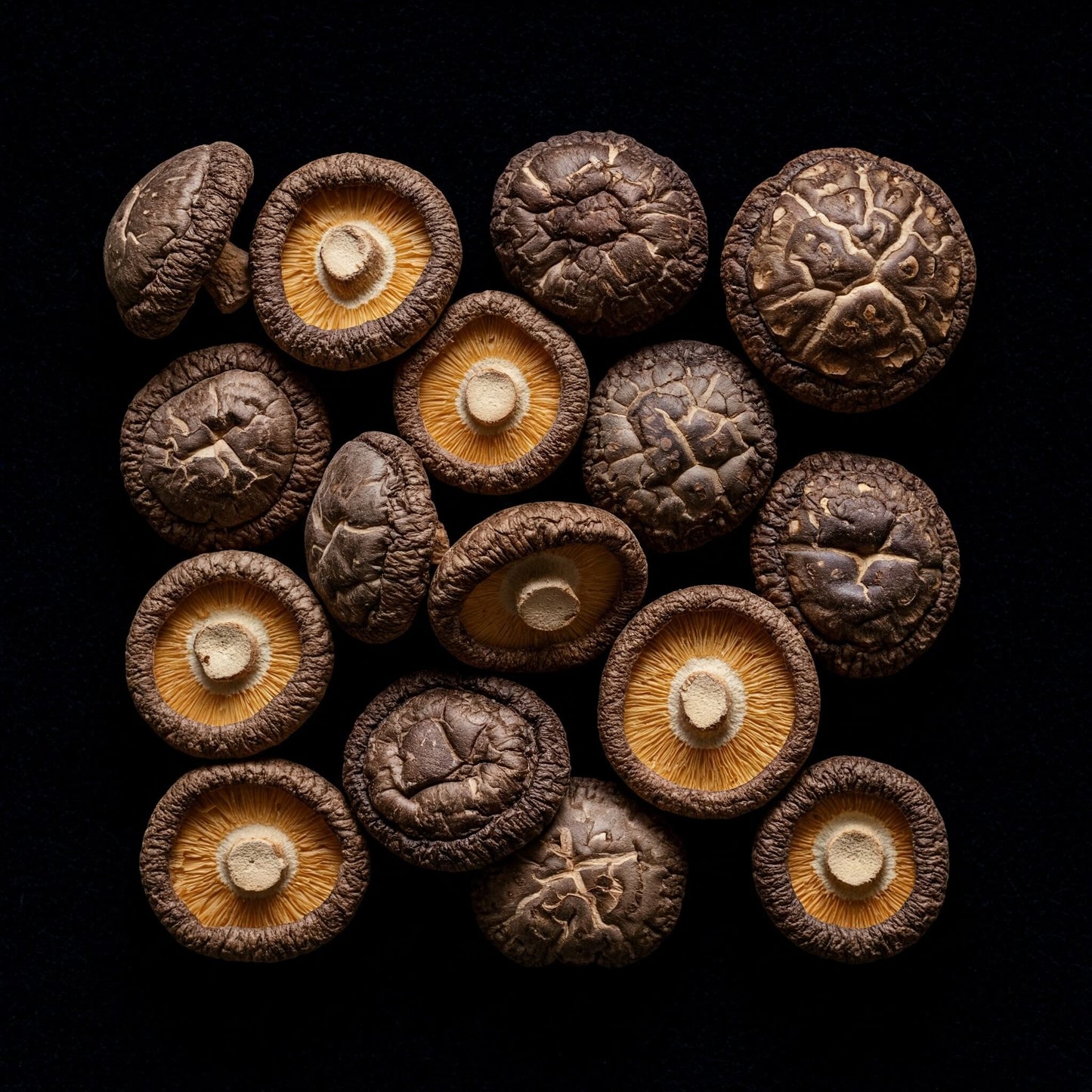 Mike's Mycology | Dried Shiitake Mushrooms