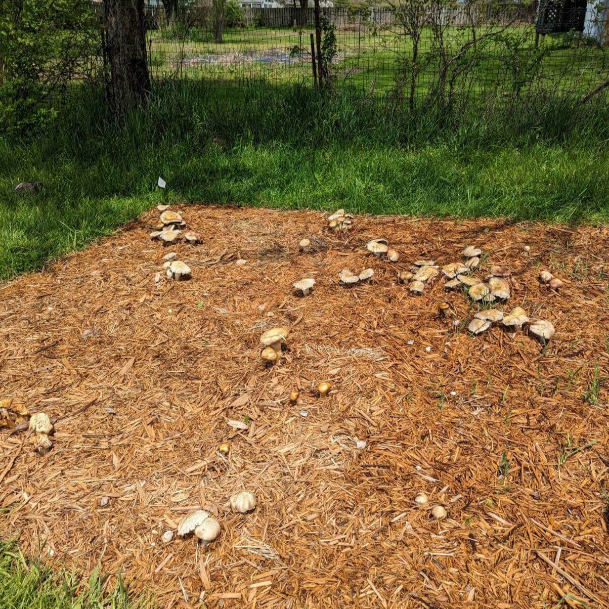 Mike's Mycology | Custom Mushroom Project | Wine Cap Bed Install
