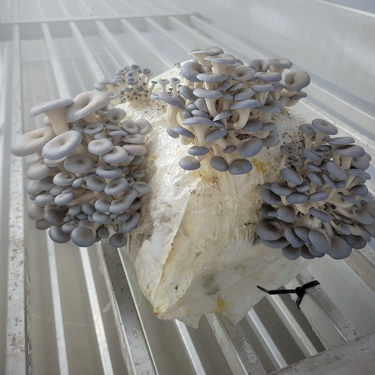 Mike's Mycology | Blue Oyster Mushroom Grow Kit