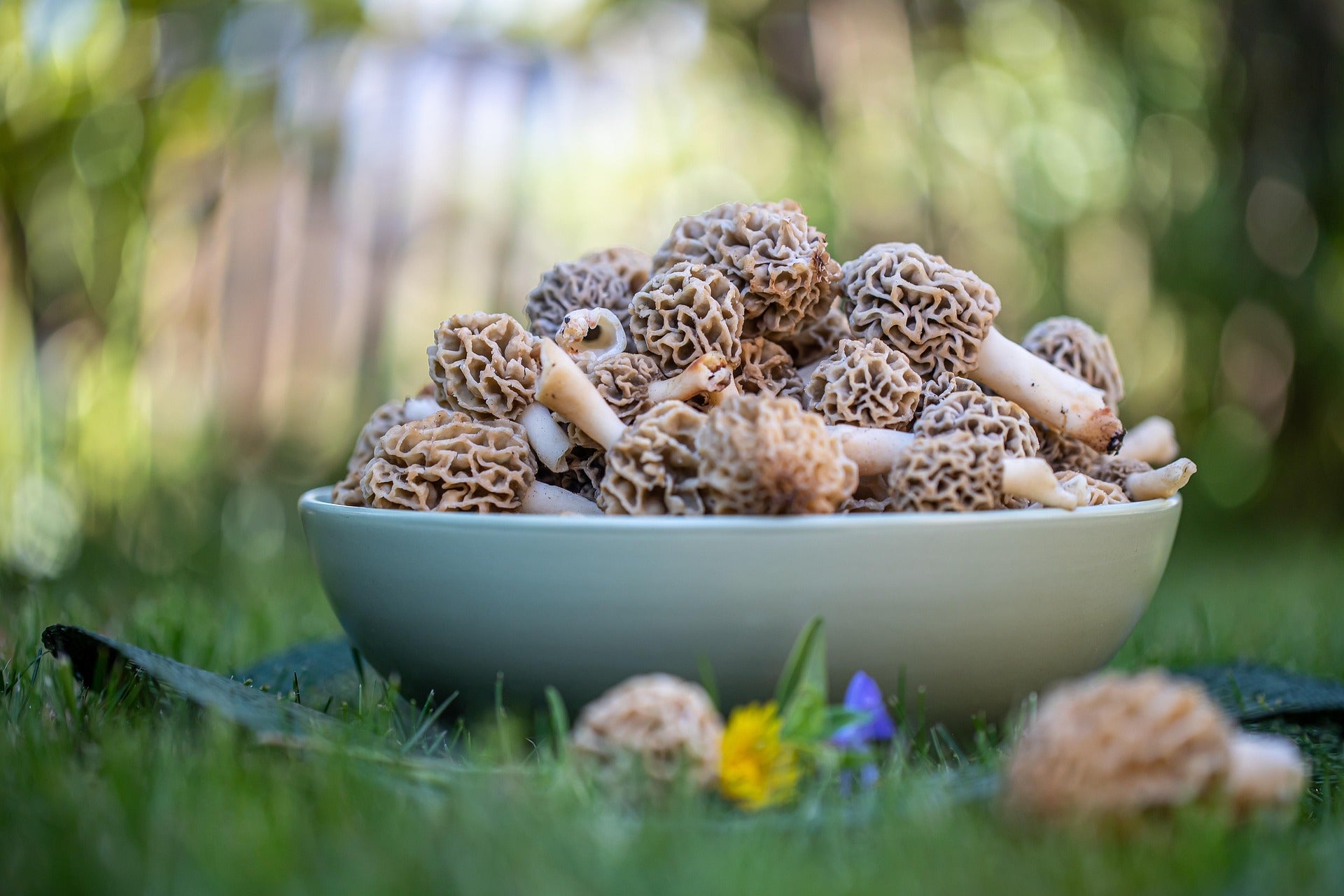 Mike's Mycology | Fresh Morel Mushrooms in a Bowl