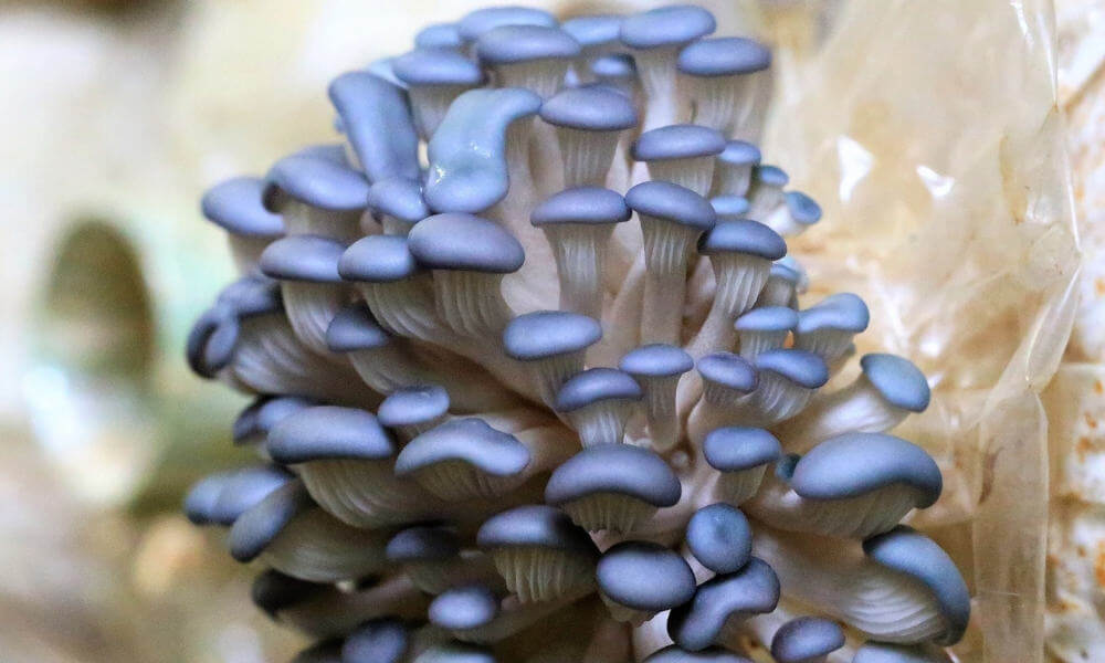 Mike's Mycology | Fresh Blue Oyster Mushrooms