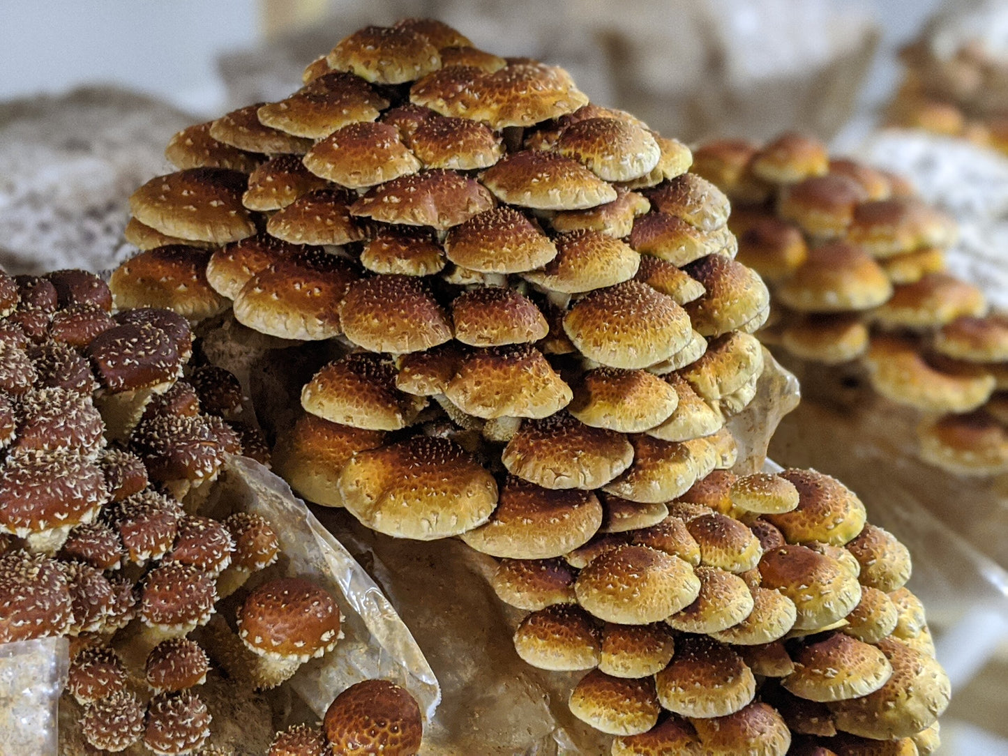 Chestnut Mushroom Grow Kit