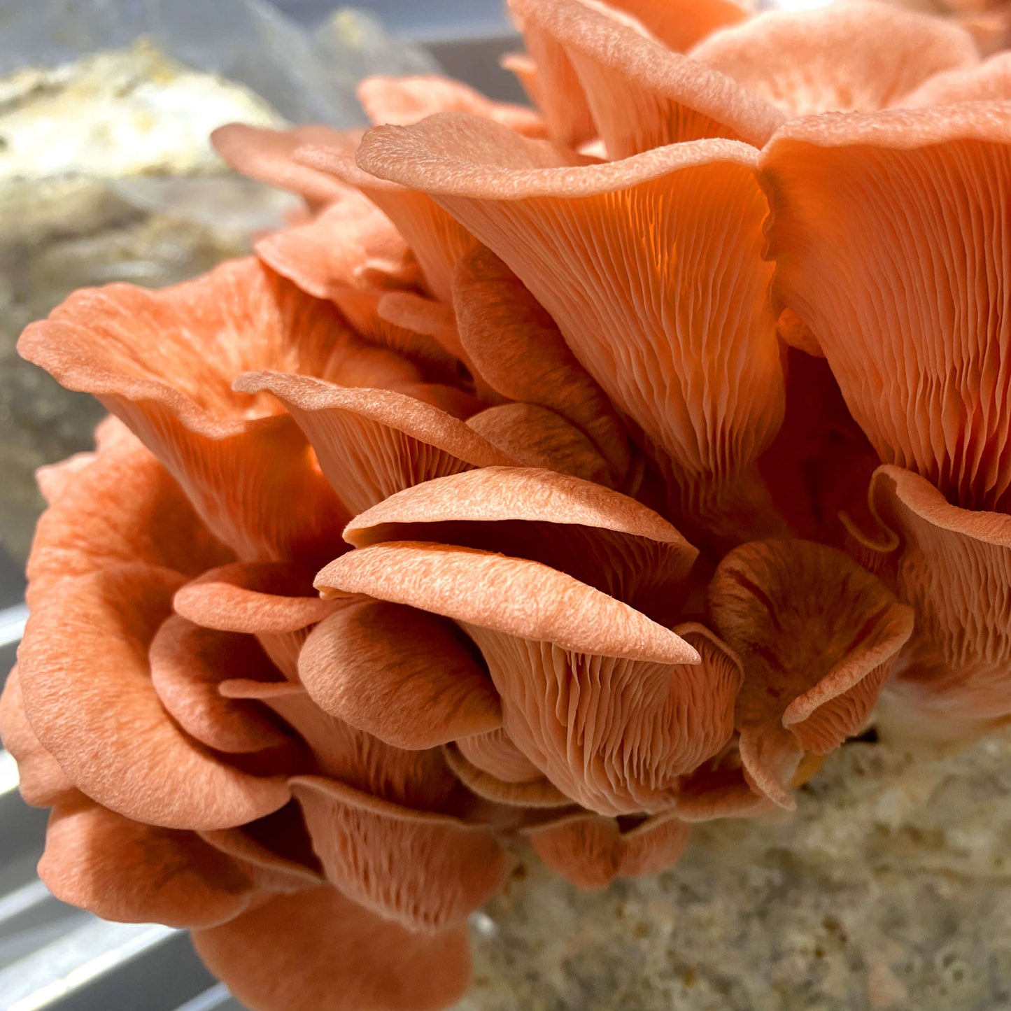 Pink Oyster Mushrooms Grow Kit