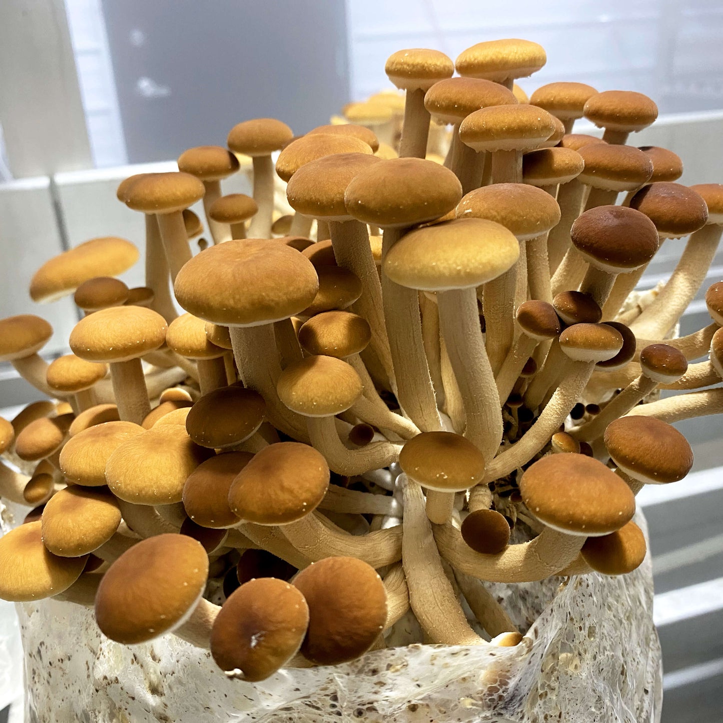 Pioppino Mushrooms Grow Kit