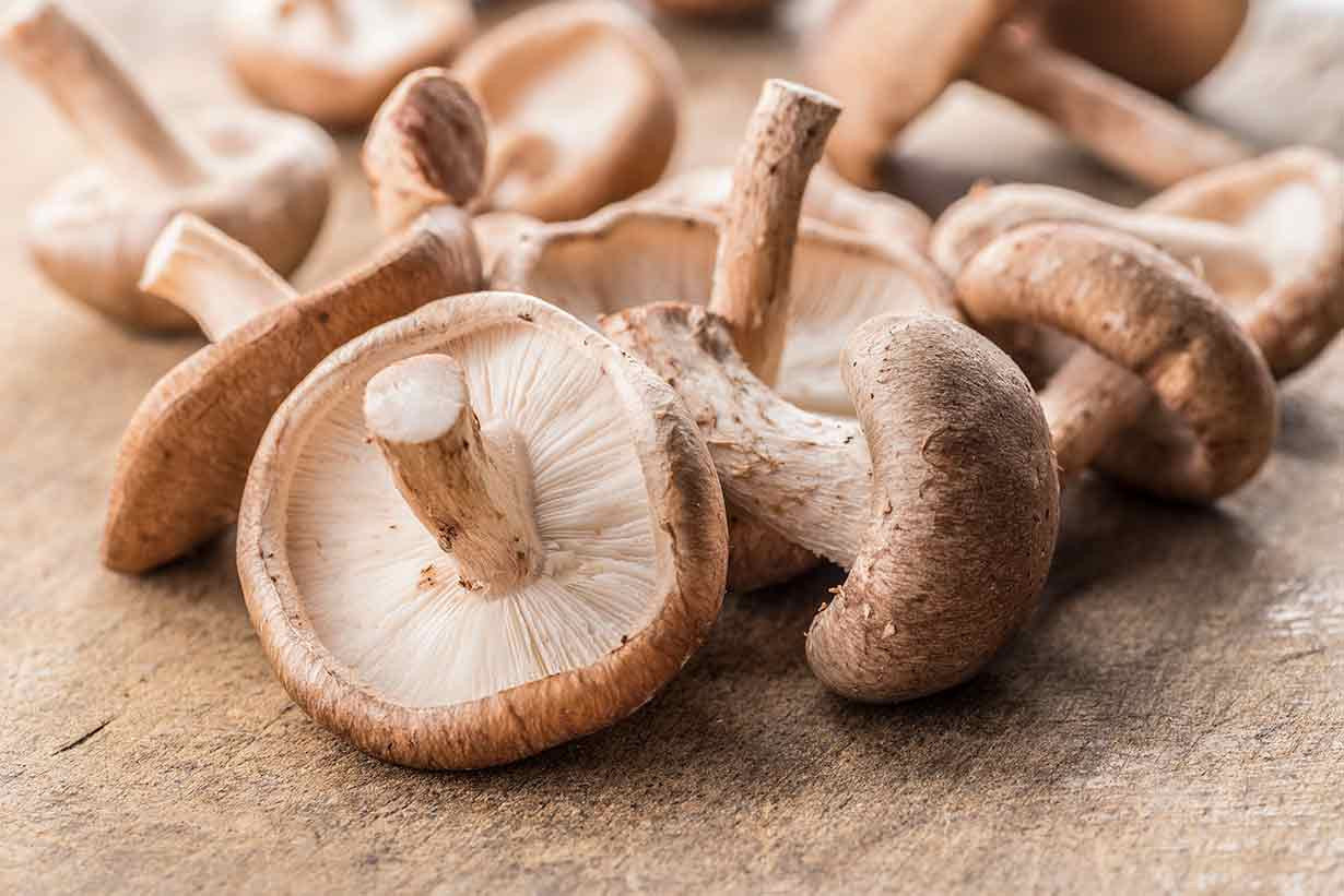 Shiitake Mushroom Grow Kit