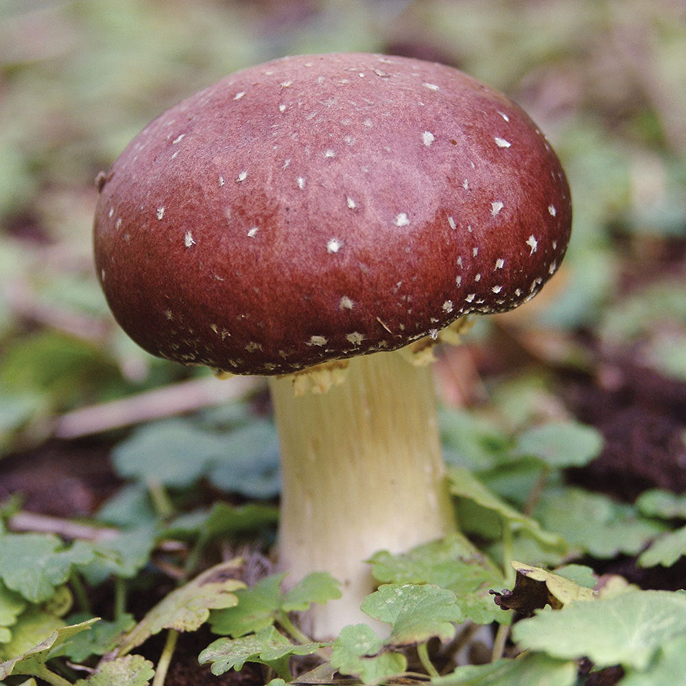 Wine Cap Mushroom Grow Kit