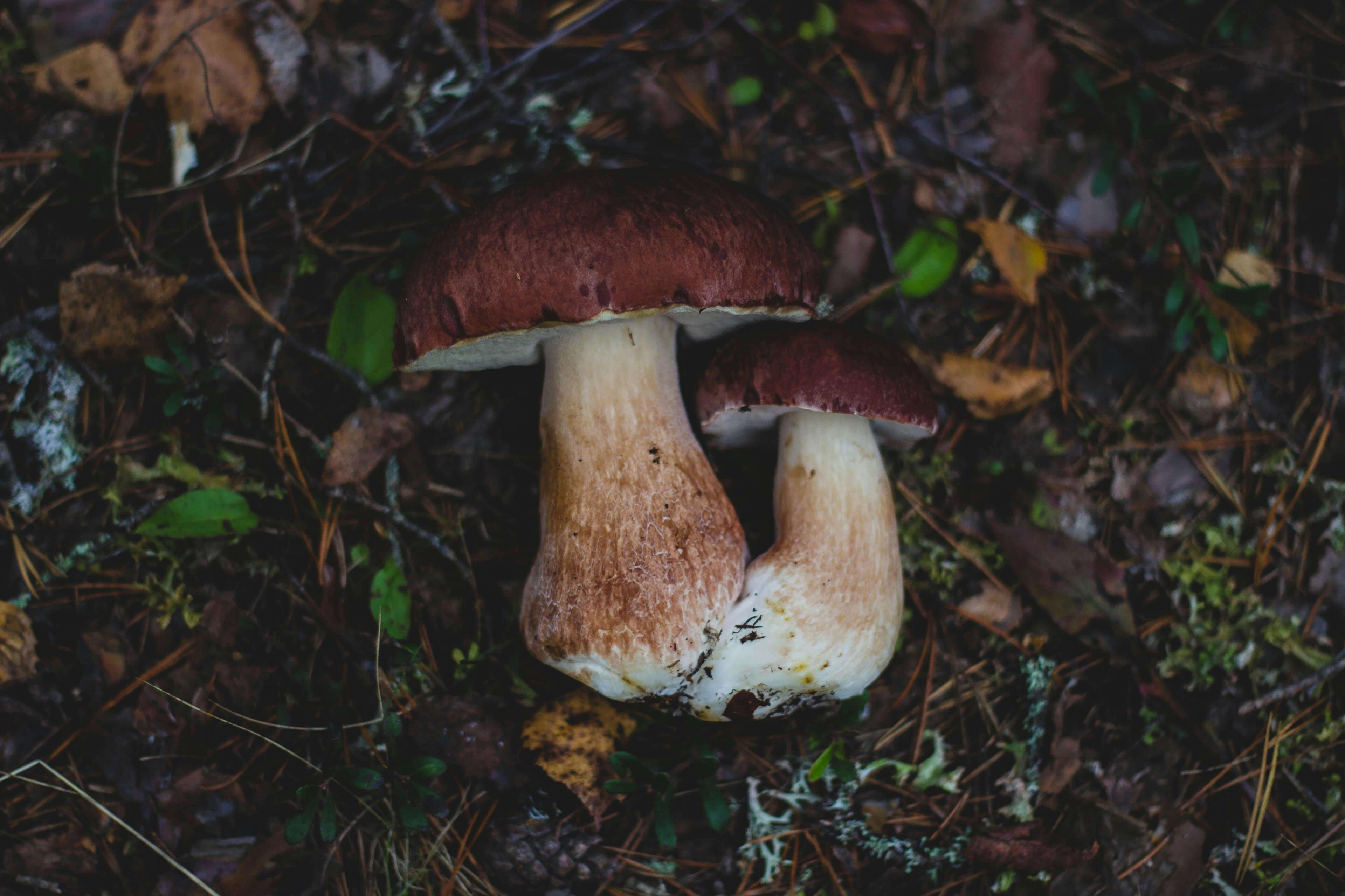 Mike's Mycology | Mushrooms in Nature