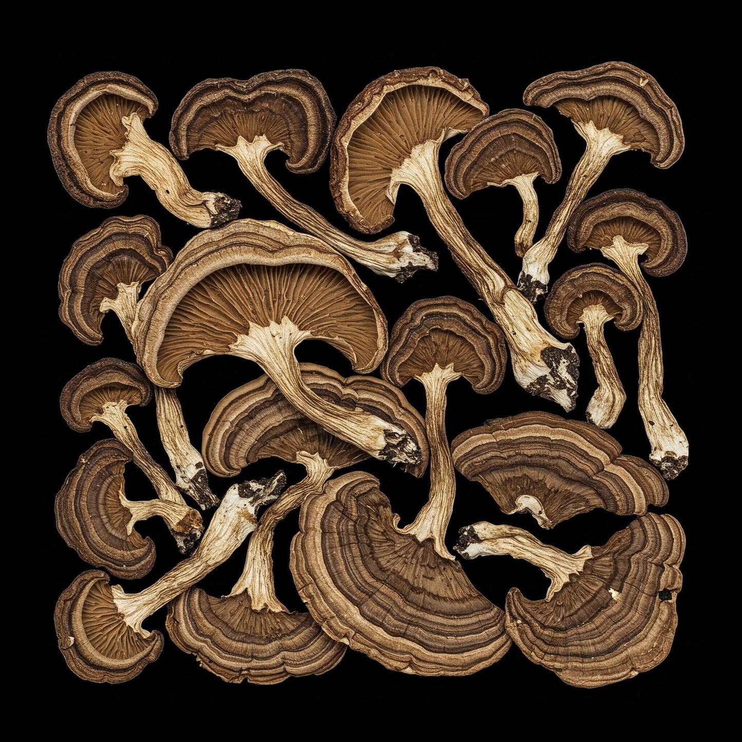 Mike's Mycology | Dried Wine Cap Mushrooms