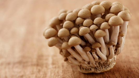 Beech Mushrooms Grow Kit