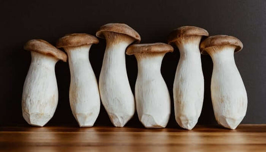 King Trumpet Oyster Mushrooms Grow Kit