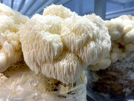 Lion's Mane Mushrooms Grow Kit