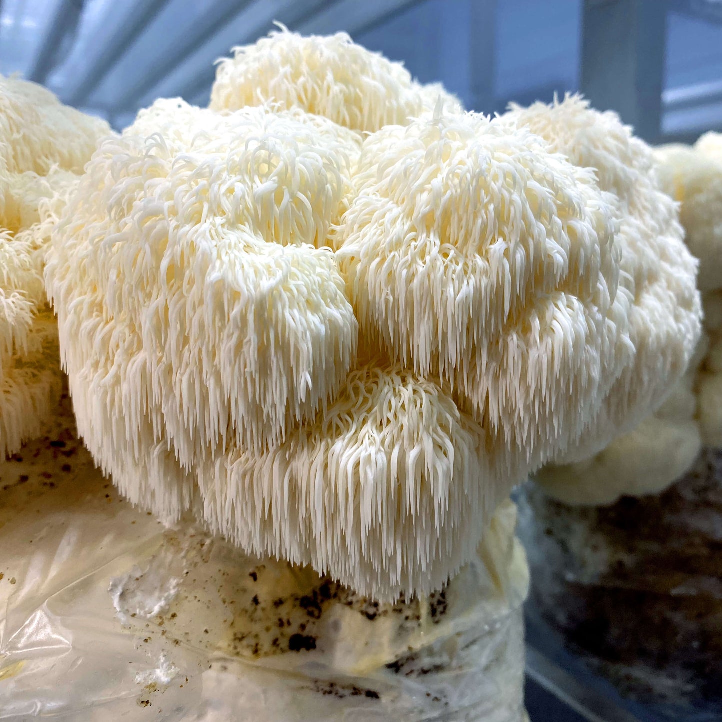 Lion's Mane Mushrooms Grow Kit