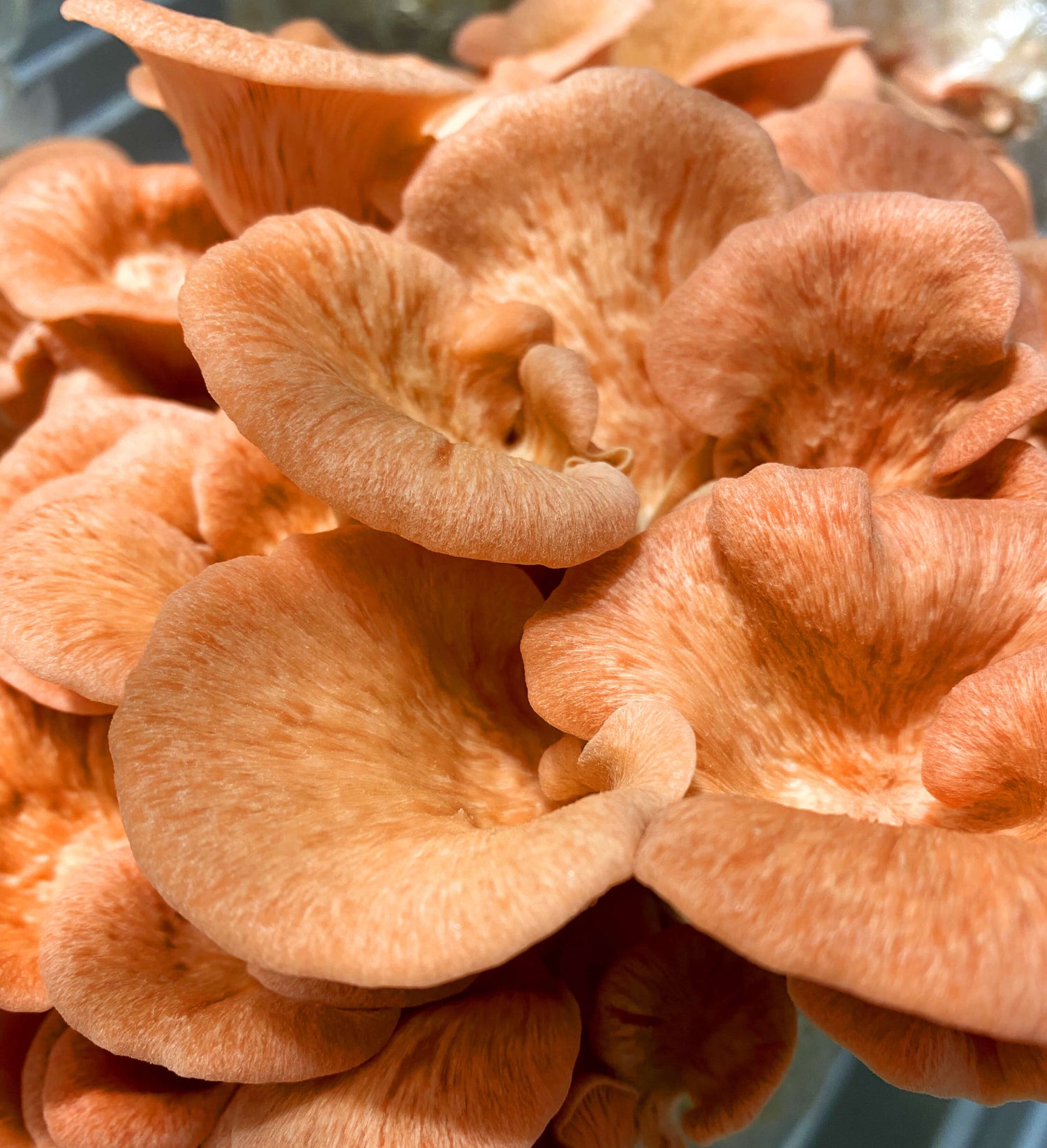 Mike's Mycology | Pink Oyster Mushrooms