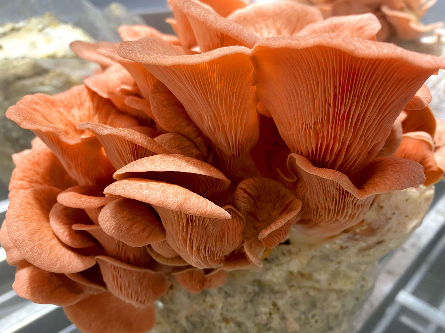 Dried Pink Oyster Mushrooms