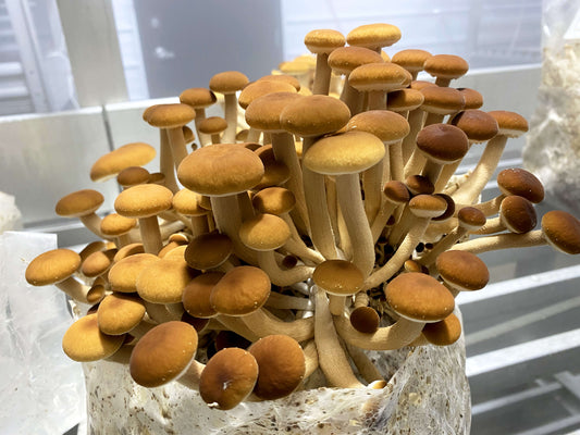Dried Pioppino Mushrooms